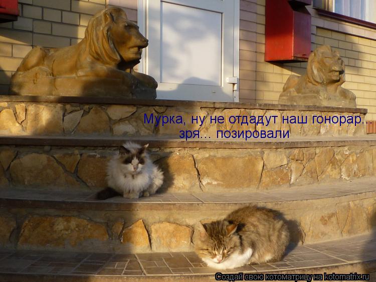 Мурка, ну не отдадут наш гонорар... зря... позировали... Котоматрица: Мурка, ну не отдадут наш гонорар... зря... позировали
