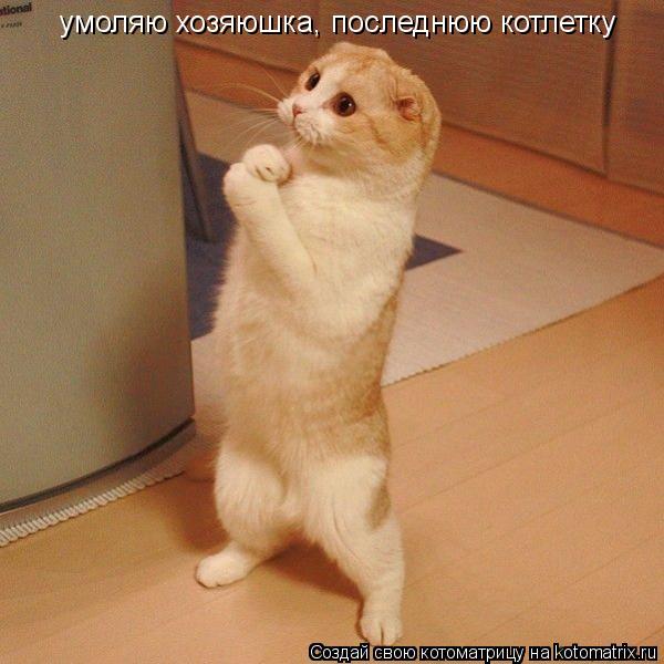 умоляю хозяюшка, последнюю котлетку... Котоматрица: умоляю хозяюшка, последнюю котлетку