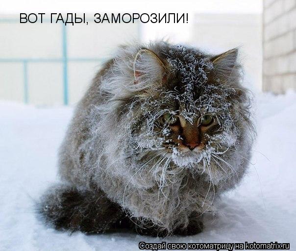 ВОТ ГАДЫ, ЗАМОРОЗИЛИ!... Котоматрица: ВОТ ГАДЫ, ЗАМОРОЗИЛИ!