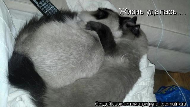Жизнь удалась....... Котоматрица: Жизнь удалась....