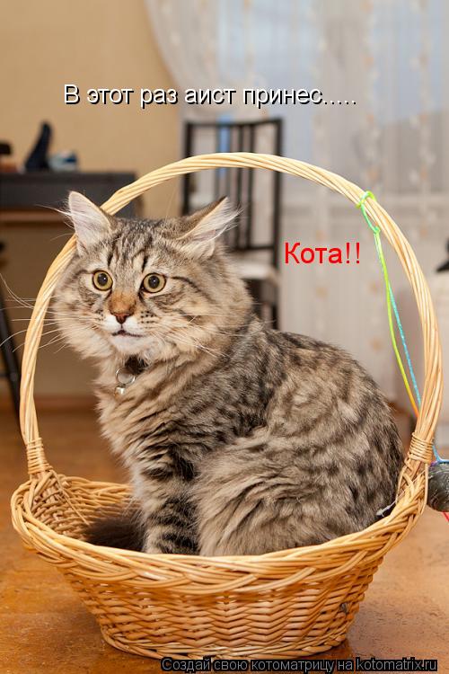 В этот раз аист принес..... Кота!!... Котоматрица: В этот раз аист принес..... Кота!!