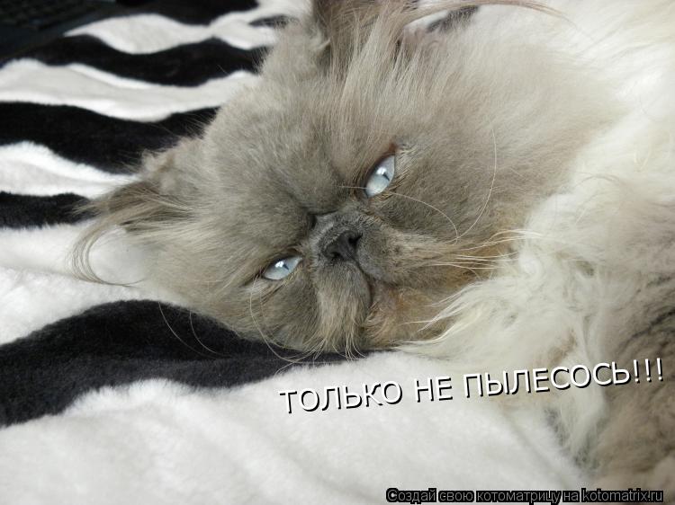 ТОЛЬКО НЕ ПЫЛЕСОСЬ!!!... Котоматрица: ТОЛЬКО НЕ ПЫЛЕСОСЬ!!!