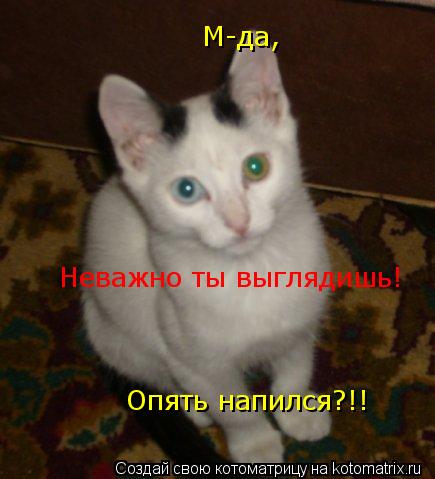 М-да, Опять напился?!! Неважно ты выглядишь!... Котоматрица: М-да, Опять напился?!! Неважно ты выглядишь!