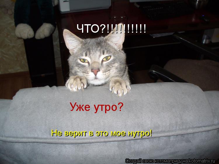 ЧТО?!!!!!!!!!! Уже утро? Не верит в это мое нутро!... Котоматрица: ЧТО?!!!!!!!!!! Уже утро? Не верит в это мое нутро!