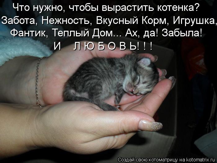 Что нужно, чтобы вырастить котенка? Забота, Нежность, Вкусный Корм, Игрушка, Фантик, Теплый Дом... Ах... Котоматрица: Что нужно, чтобы вырастить котенка? Забота, Нежность, Вкусный Корм, Игрушка, Фантик, Теплый Дом... Ах, да! Забыла! И Л Ю Б О В Ь! ! !