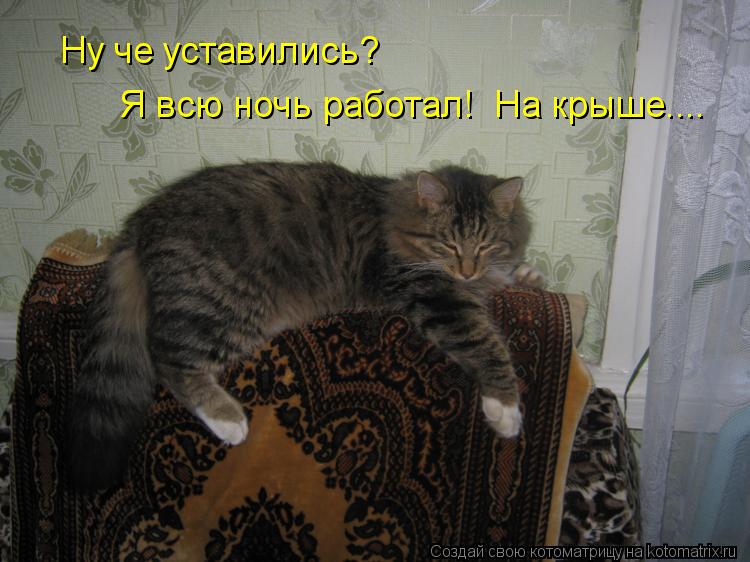 Ну че уставились? Я всю ночь работал! На крыше....... Котоматрица: Ну че уставились? Я всю ночь работал! На крыше....