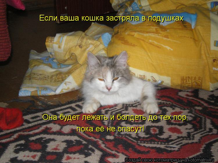 Если ваша кошка застряла в подушках Она будет лежать и болдеть до тех пор, пока её не спасут!... Котоматрица: Если ваша кошка застряла в подушках Она будет лежать и болдеть до тех пор, пока её не спасут!