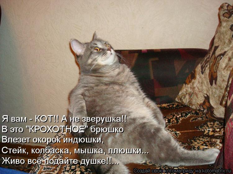 Я вам - КОТ!! А не зверушка!! В это "КРОХОТНОЕ" брюшко Влезет окорок индюшки, Стейк, колбаска, мышка,... Котоматрица: Я вам - КОТ!! А не зверушка!! В это "КРОХОТНОЕ" брюшко Влезет окорок индюшки, Стейк, колбаска, мышка, плюшки... Живо всё подайте душке!!...