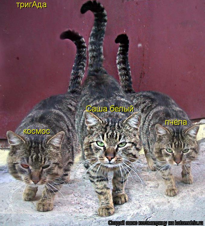 тригАда Саша белый космос пчела ..... Котоматрица: тригАда Саша белый космос пчела ..