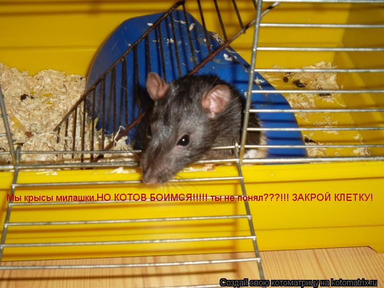 Мы крысы милашки.НО КОТОВ БОИМСЯ!!!!! ты не понял???!!! ЗАКРОЙ КЛЕТКУ!... Котоматрица: Мы крысы милашки.НО КОТОВ БОИМСЯ!!!!! ты не понял???!!! ЗАКРОЙ КЛЕТКУ!
