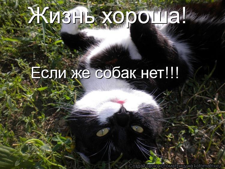 Жизнь хороша! Если же собак нет!!!... Котоматрица: Жизнь хороша! Если же собак нет!!!