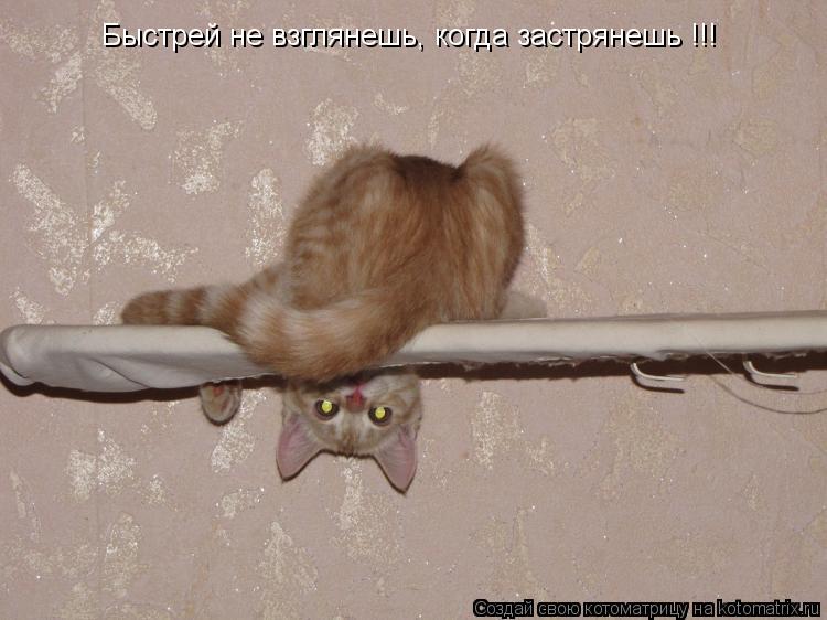 Быстрей не взглянешь, когда застрянешь !!!... Котоматрица: Быстрей не взглянешь, когда застрянешь !!!