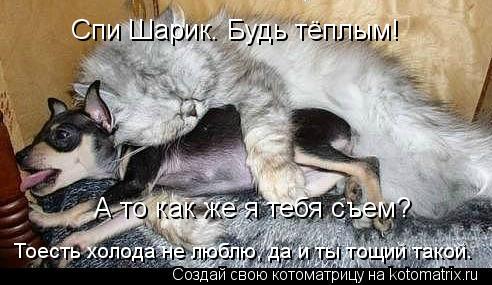 Спи Шарик. Будь тёплым! А то как же я тебя съем? Тоесть холода не люблю, да и ты тощий такой.... Котоматрица: Спи Шарик. Будь тёплым! А то как же я тебя съем? Тоесть холода не люблю, да и ты тощий такой.