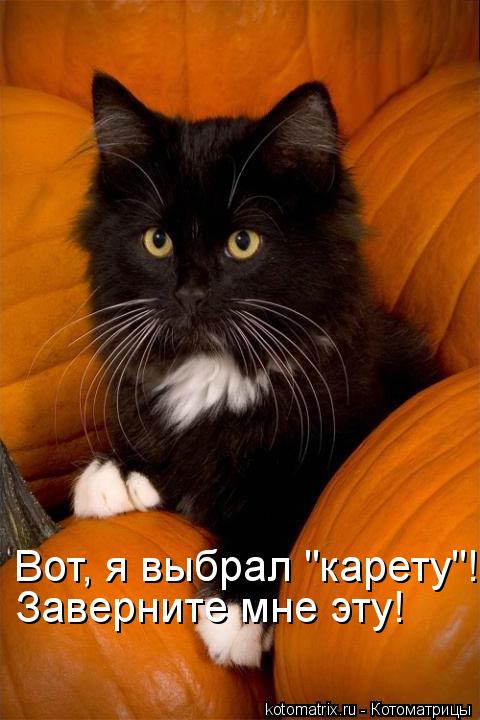 Вот, я выбрал "карету"! Заверните мне эту!... Котоматрица: Вот, я выбрал "карету"! Заверните мне эту!