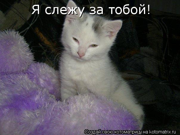 Я слежу за тобой!... Котоматрица: Я слежу за тобой!