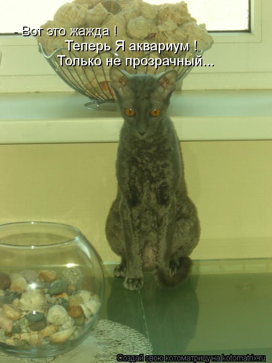 - Вот это жажда ! Теперь Я аквариум ! Только не прозрачный...... Котоматрица: - Вот это жажда ! Теперь Я аквариум ! Только не прозрачный...