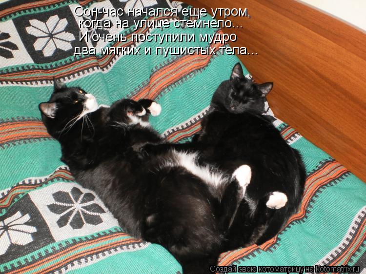 Сон-час начался еще утром, когда на улице стемнело... И очень поступили мудро два мягких и пушистых т... Котоматрица: Сон-час начался еще утром, когда на улице стемнело... И очень поступили мудро два мягких и пушистых тела...