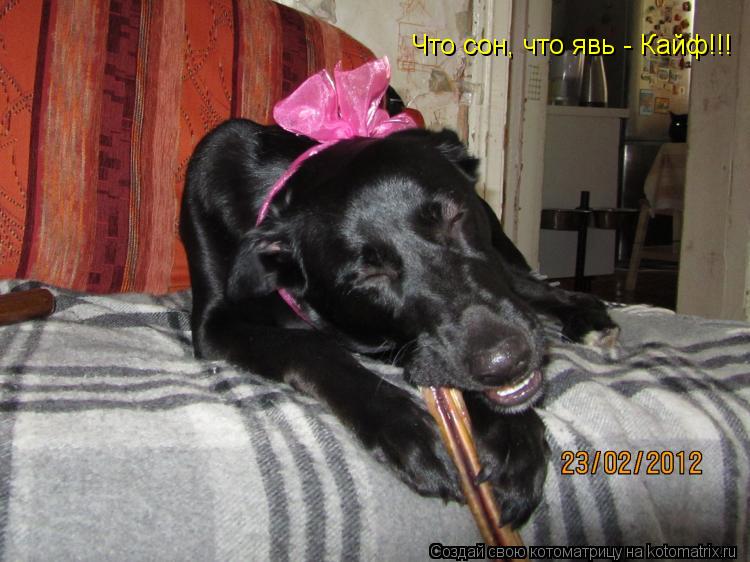 Что сон, что явь - Кайф!!!... Котоматрица: Что сон, что явь - Кайф!!!