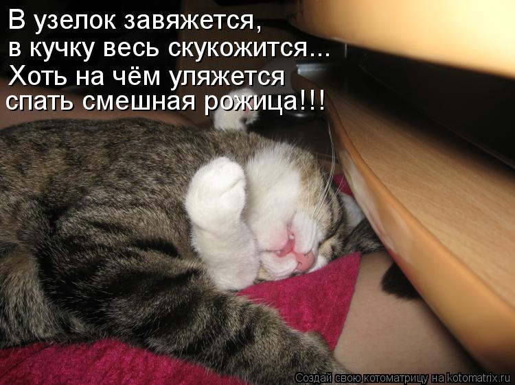 В узелок завяжется, спать смешная рожица!!! в кучку весь скукожится... Хоть на чём уляжется... Котоматрица: В узелок завяжется, спать смешная рожица!!! в кучку весь скукожится... Хоть на чём уляжется
