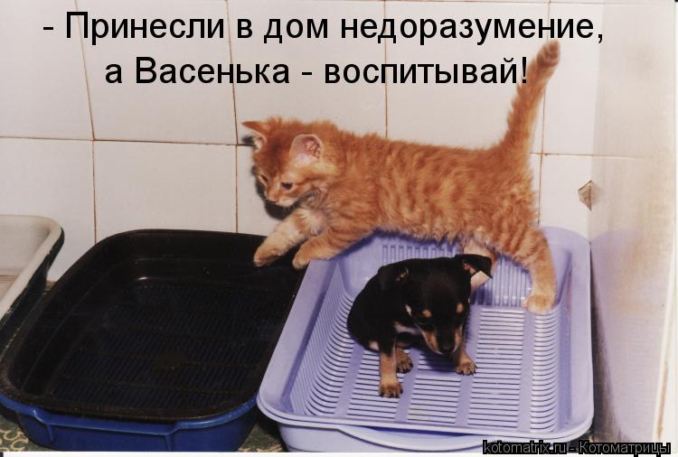 - Принесли в дом недоразумение, а Васенька - воспитывай!... Котоматрица: - Принесли в дом недоразумение, а Васенька - воспитывай!