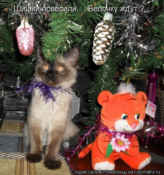 - Шишки повесили.... Белочку ждут ?...... Котоматрица: - Шишки повесили.... Белочку ждут ?...