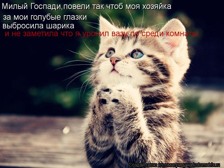 Милый Госпади,повели так чтоб моя хозяйка за мои голубые глазки выбросила шарика и не заметила что я ... Котоматрица: Милый Госпади,повели так чтоб моя хозяйка за мои голубые глазки выбросила шарика и не заметила что я уронил вазу по среди комнаты