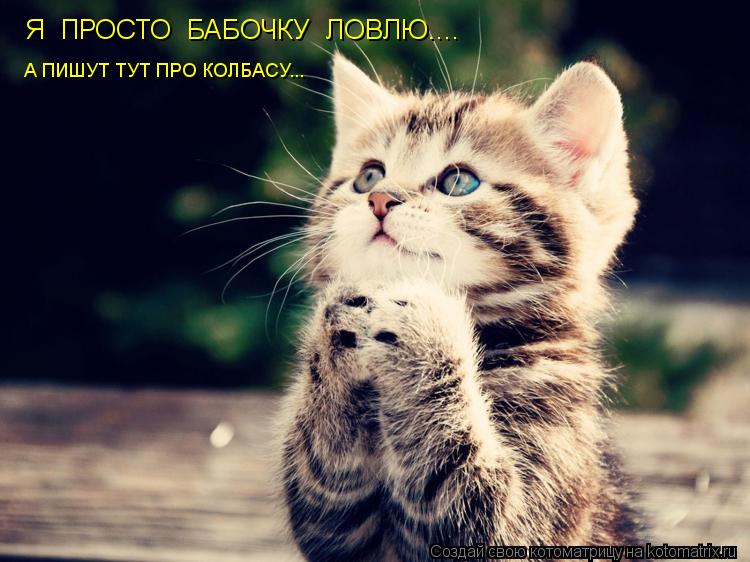 Я ПРОСТО БАБОЧКУ ЛОВЛЮ.... А ПИШУТ ТУТ ПРО КОЛБАСУ...... Котоматрица: Я ПРОСТО БАБОЧКУ ЛОВЛЮ.... А ПИШУТ ТУТ ПРО КОЛБАСУ...