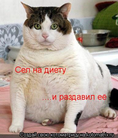 Сел на диету ....и раздавил её... Котоматрица: Сел на диету ....и раздавил её