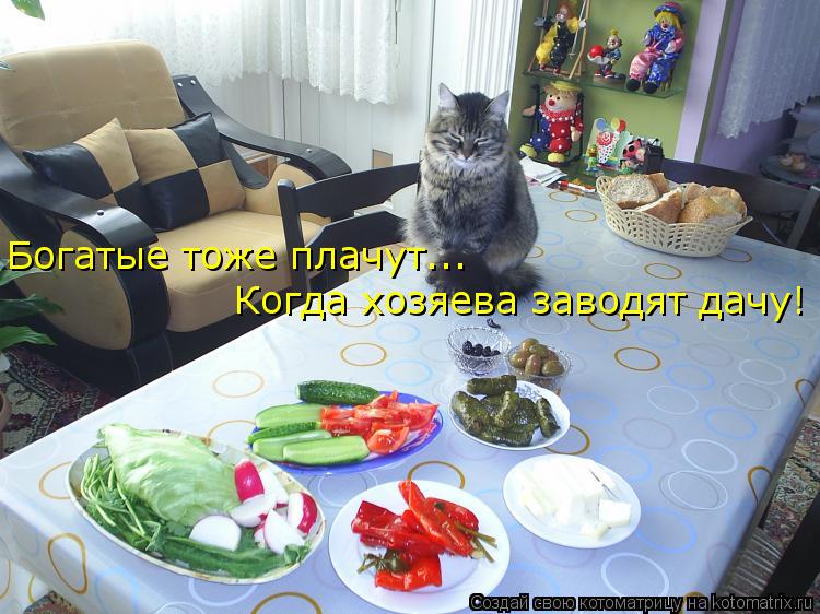 Богатые тоже плачут... Когда хозяева заводят дачу!... Котоматрица: Богатые тоже плачут... Когда хозяева заводят дачу!