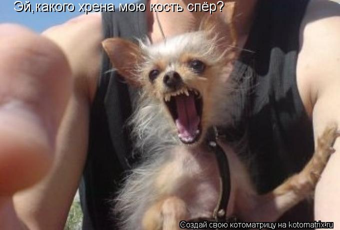 Эй,какого хрена мою кость спёр?... Котоматрица: Эй,какого хрена мою кость спёр?