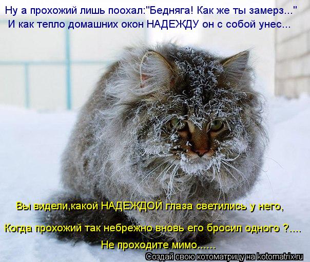 Вы видели,какой НАДЕЖДОЙ глаза светились у него, Ну а прохожий лишь поохал:"Бедняга! Как же ты замерз... Котоматрица: Вы видели,какой НАДЕЖДОЙ глаза светились у него, Ну а прохожий лишь поохал:"Бедняга! Как же ты замерз..." И как тепло домашних окон НАДЕЖДУ он