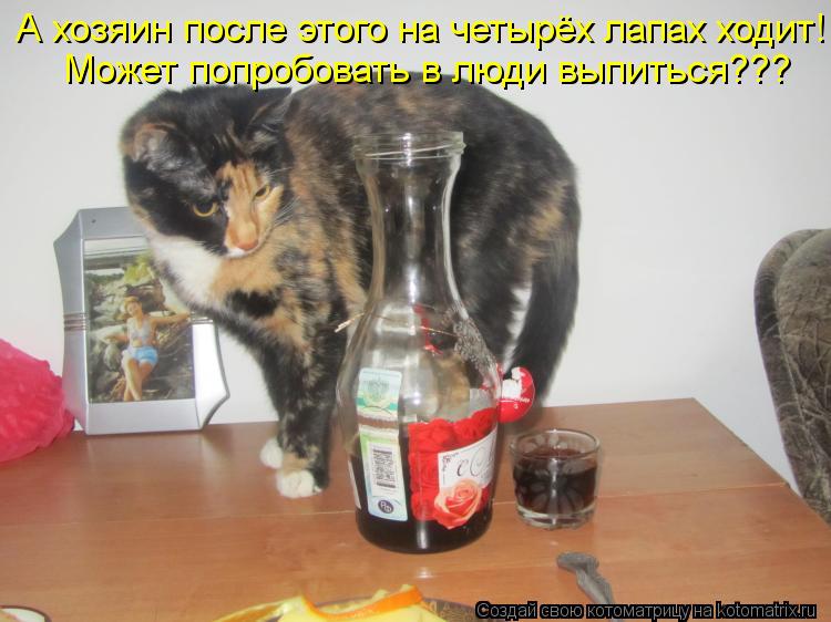 А хозяин после этого на четырёх лапах ходит! Может попробовать в люди выпиться???... Котоматрица: А хозяин после этого на четырёх лапах ходит! Может попробовать в люди выпиться???