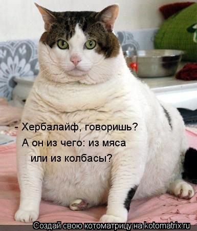 - Хербалайф, говоришь? А он из чего: из мяса или из колбасы?... Котоматрица: - Хербалайф, говоришь? А он из чего: из мяса или из колбасы?