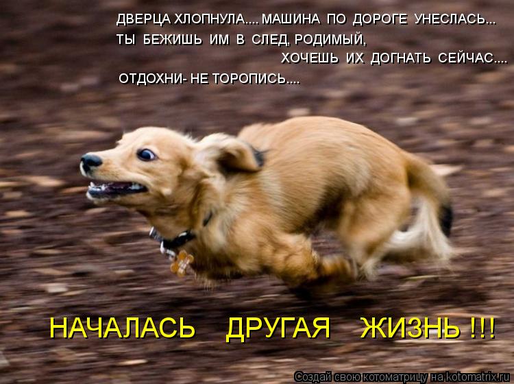 ДВЕРЦА ХЛОПНУЛА.... МАШИНА ПО ДОРОГЕ УНЕСЛАСЬ... ТЫ БЕЖИШЬ ИМ В СЛЕД, РОДИМЫЙ, ХОЧЕШЬ ИХ ДОГ... Котоматрица: ДВЕРЦА ХЛОПНУЛА.... МАШИНА ПО ДОРОГЕ УНЕСЛАСЬ... ТЫ БЕЖИШЬ ИМ В СЛЕД, РОДИМЫЙ, ХОЧЕШЬ ИХ ДОГНАТЬ СЕЙЧАС.... ОТДОХНИ- НЕ ТОРОПИСЬ.... НАЧАЛАС