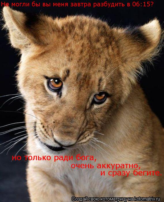 и сразу бегите. очень аккуратно, Не могли бы вы меня завтра разбудить в 06:15? но только ради бога, ... Котоматрица: и сразу бегите. очень аккуратно, Не могли бы вы меня завтра разбудить в 06:15? но только ради бога, но только ради бога,