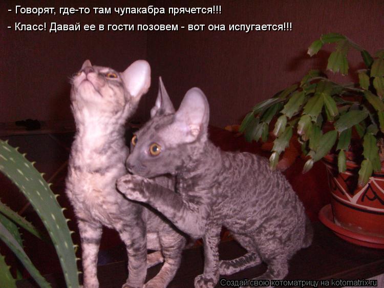 - Говорят, где-то там чупакабра прячется!!! - Класс! Давай ее в гости позовем - вот она испугается!!!... Котоматрица: - Говорят, где-то там чупакабра прячется!!! - Класс! Давай ее в гости позовем - вот она испугается!!!