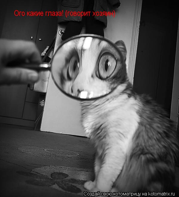 Ого какие глаза! (говорит хозяин)... Котоматрица: Ого какие глаза! (говорит хозяин)