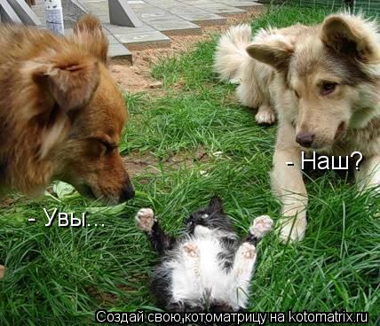 - Наш? - Увы...... Котоматрица: - Наш? - Увы...