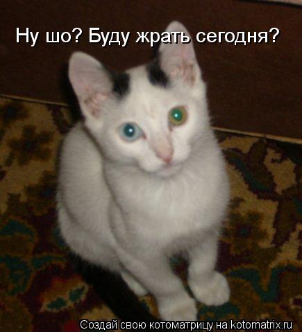 Ну шо? Буду жрать сегодня?... Котоматрица: Ну шо? Буду жрать сегодня?