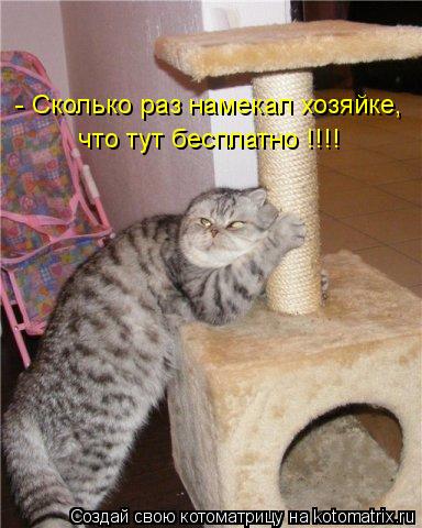 - Сколько раз намекал хозяйке, что тут бесплатно !!!!... Котоматрица: - Сколько раз намекал хозяйке, что тут бесплатно !!!!