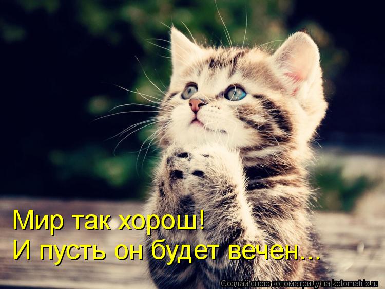 Мир так хорош! И пусть он будет вечен...... Котоматрица: Мир так хорош! И пусть он будет вечен...