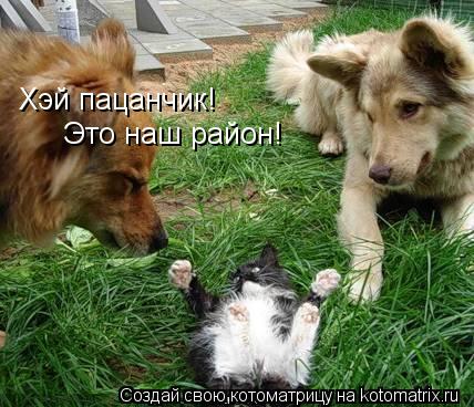 Хэй пацанчик! Это наш район!... Котоматрица: Хэй пацанчик! Это наш район!
