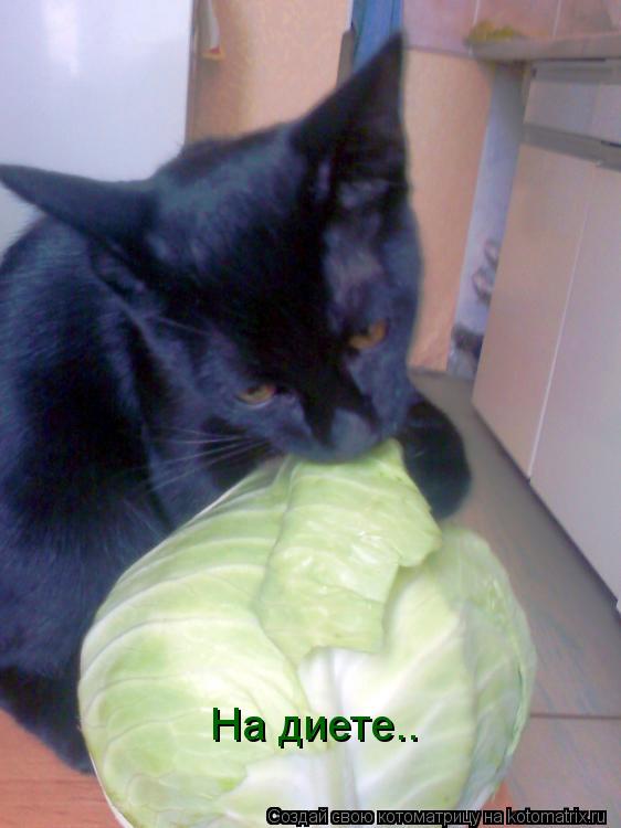 На диете..... Котоматрица: На диете..