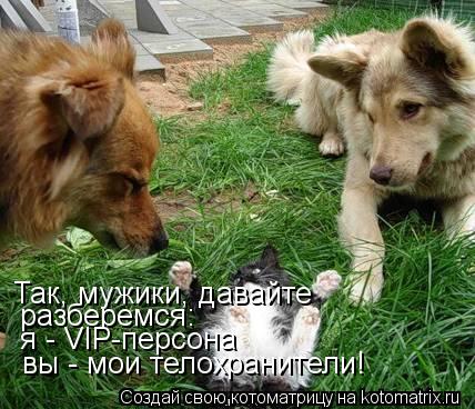 Так, мужики, давайте разберемся: я - VIP-персона вы - мои телохранители!... Котоматрица: Так, мужики, давайте разберемся: я - VIP-персона вы - мои телохранители!
