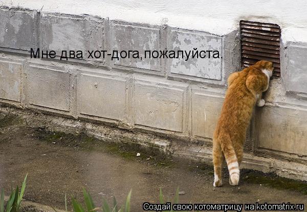 Мне два хот-дога,пожалуйста.... Котоматрица: Мне два хот-дога,пожалуйста.