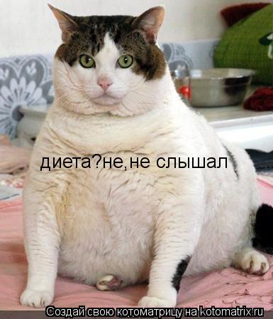 диета?не,не слышал... Котоматрица: диета?не,не слышал