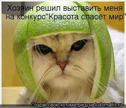 Хозяин решил выставить меня на конкурс"Красота спасёт мир"... Котоматрица: Хозяин решил выставить меня на конкурс"Красота спасёт мир"