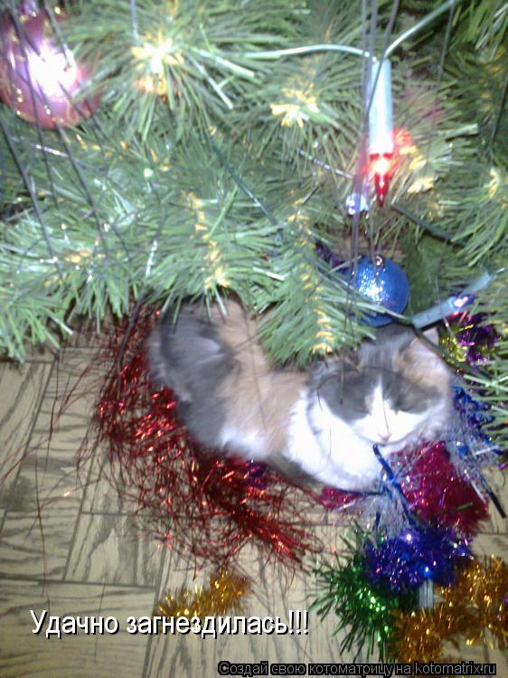 Удачно загнездилась!!!... Котоматрица: Удачно загнездилась!!!