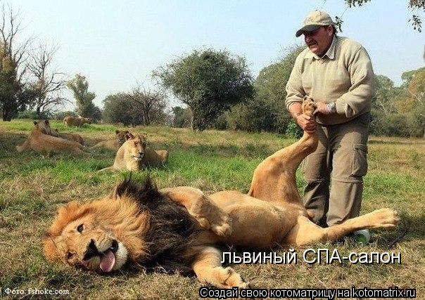 львиный СПА-салон... Котоматрица: львиный СПА-салон