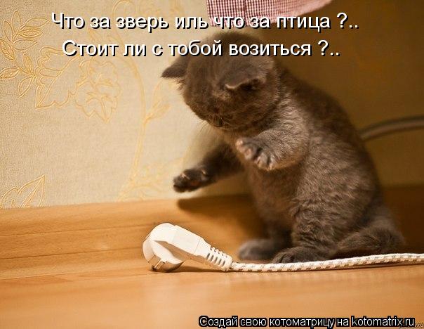 Что за зверь иль что за птица ?.. Стоит ли с тобой возиться ?..... Котоматрица: Что за зверь иль что за птица ?.. Стоит ли с тобой возиться ?..